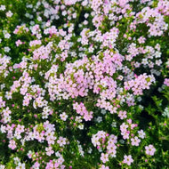 Coleonema Pink Diosma
