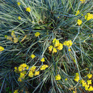 Conostylis candicans Silver Sunrise