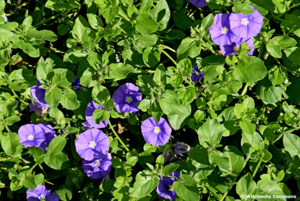 Convolvulus sabatius subsp. mauritanicus