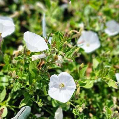 Convolvulus sabatius Prime White