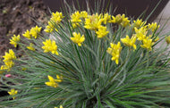 Conostylis setigera Lemon Lights