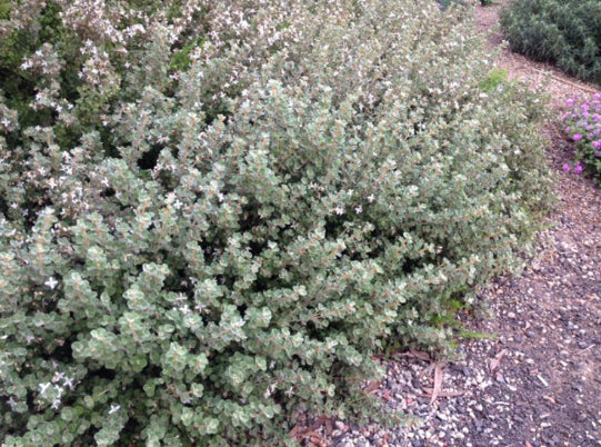 Correa alba Compacta