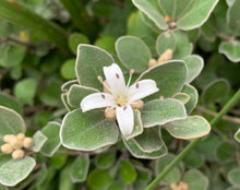 Load image into Gallery viewer, Correa alba Compacta
