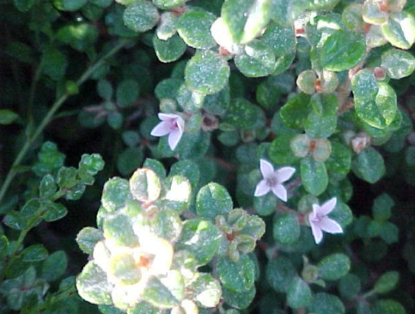 Correa alba Prostrate