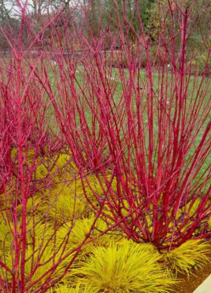 Cornus alba sibirica Red Stemmed Dogwood