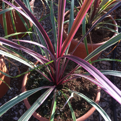Cordyline australis Can Can