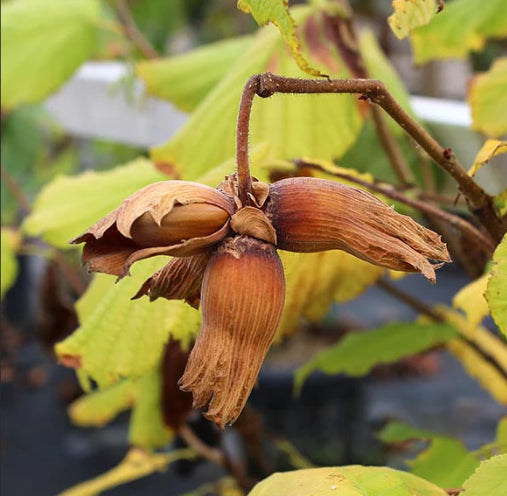 Corylus avellana  {Hazelnut - Barcelona}