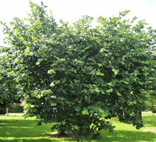 Load image into Gallery viewer, Corylus avellana  {Hazelnut - Barcelona}
