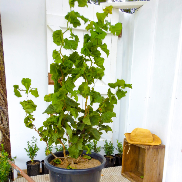 Corylus avellana Contorta