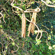 Corylus avellana Contorta