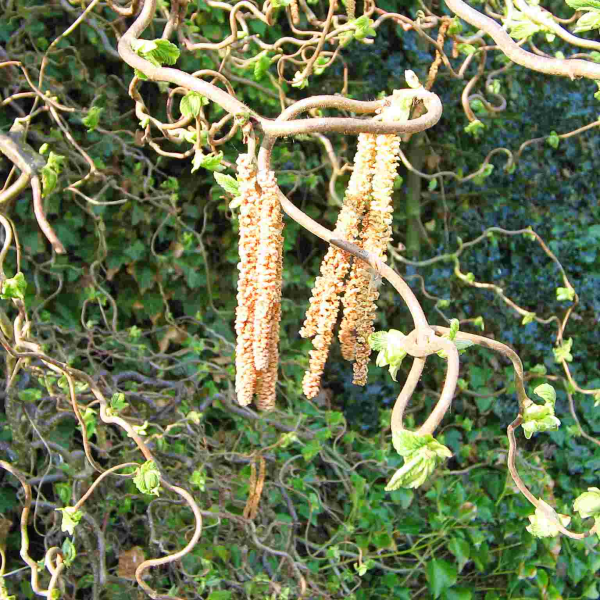 Corylus avellana Contorta