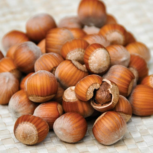 Corylus avellana 'Cosford' Hazelnut