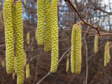 Load image into Gallery viewer, Corylus avellana Red Aveline Hazelnut
