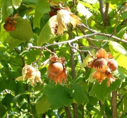 Corylus avellana Hazelnut Wanliss Pride