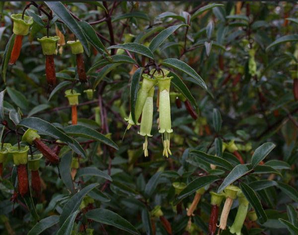 Correa baeuerlenii Chef's Cap