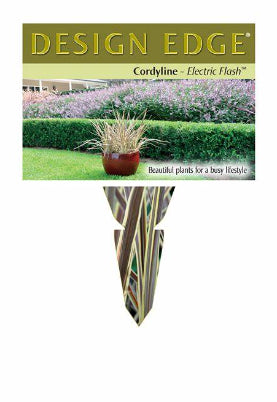 Cordyline banksii Electric Flash tm