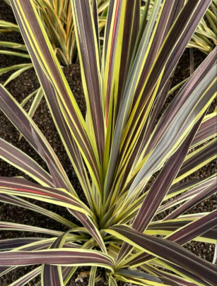Cordyline banksii Electric Flash tm