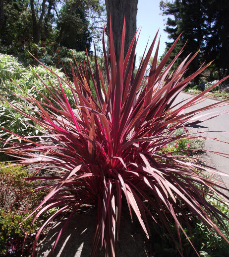 Cordyline banksii Electric Pink