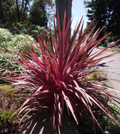 Cordyline banksii Electric Pink