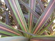 Cordyline banksii Electric Star tm