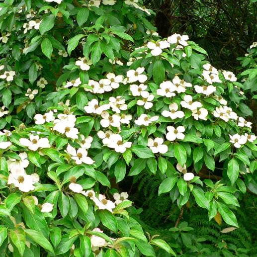 Cornus capitata Evergreen Dogwood
