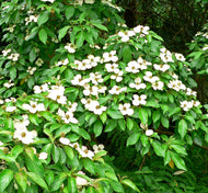 Cornus capitata Evergreen Dogwood
