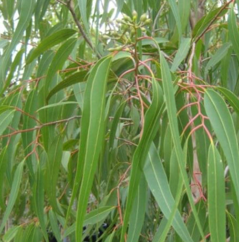 Corymbia Citriodora PBR Baby Citro™