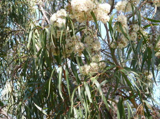 Corymbia citriodora Scentuous