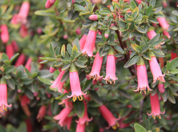 Correa Dusky Bells