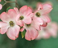 Cornus 'Eric Gennett' Dogwood
