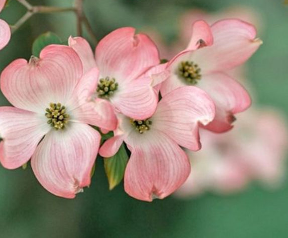 Cornus 'Eric Gennett' Dogwood