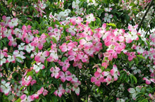 Load image into Gallery viewer, Cornus &#39;Eric Gennett&#39; Dogwood
