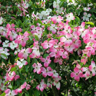 Cornus capitata x Cornus kousa Eric Gennett