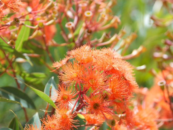 Corymbia ficifolia 'Baby Orange'