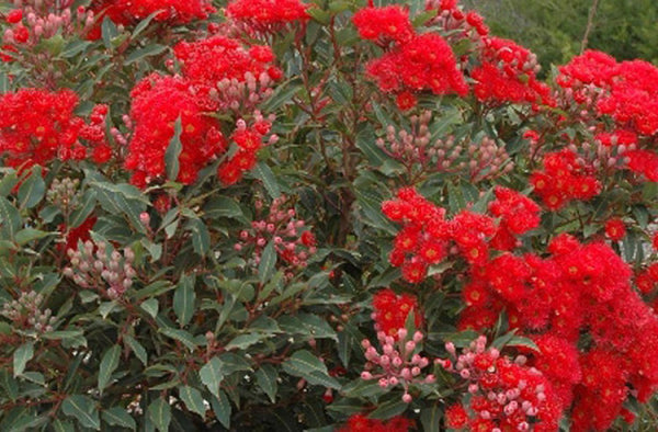 Corymbia ficifolia 'Baby Scarlet' Grafted