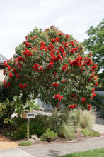 Load image into Gallery viewer, Corymbia ficifolia &#39;Baby Scarlet&#39; Grafted

