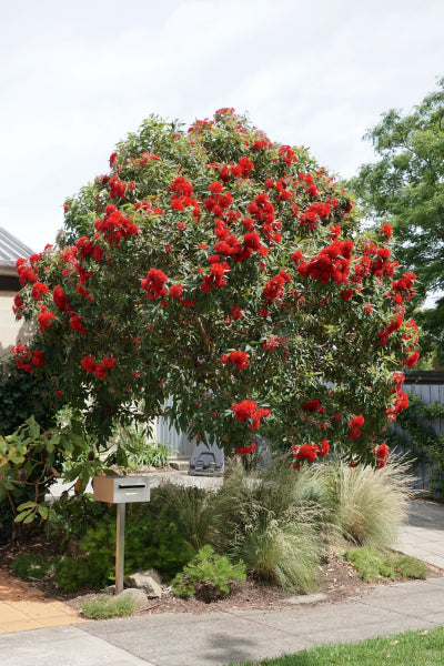 Corymbia ficifolia 'Baby Scarlet' Grafted