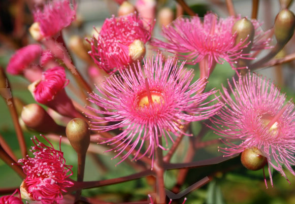 Corymbia ficifolia Calypso Queen