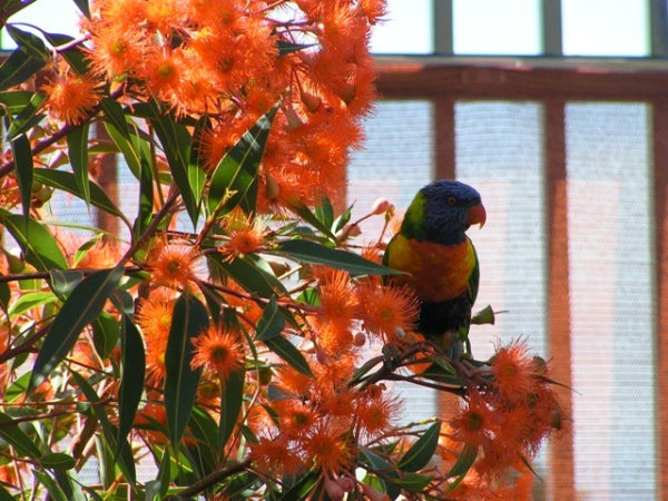 Corymbia ficifolia 'Dwarf Orange' Grafted