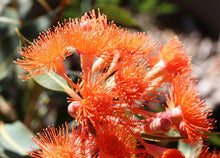 Load image into Gallery viewer, Corymbia ficifolia &#39;Dwarf Orange&#39; Grafted
