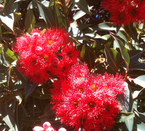 Corymbia ficifolia 'Dwarf Red' Grafted