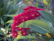 Load image into Gallery viewer, Corymbia ficifolia &#39;Magenta&#39; Grafted
