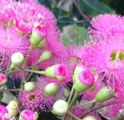 Corymbia ficifolia Precious
