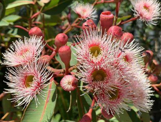 Corymbia ficifolia Precious Pearl