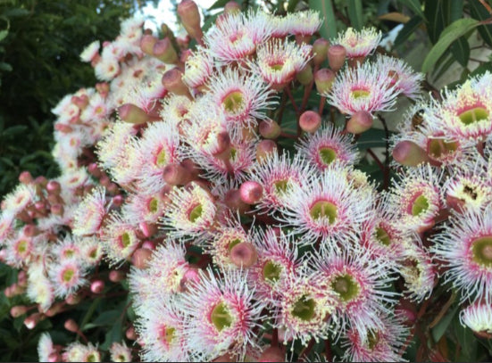 Corymbia ficifolia Precious Pearl