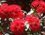 Corymbia ficifolia 'Wildfire' Grafted