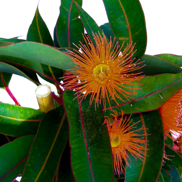 Corymbia ficifolia Wild Sunset