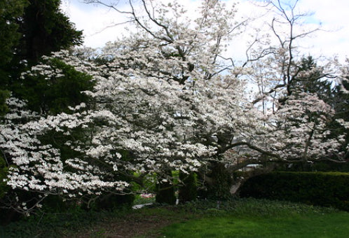 Cornus florida Alba White Flowering Dogwood