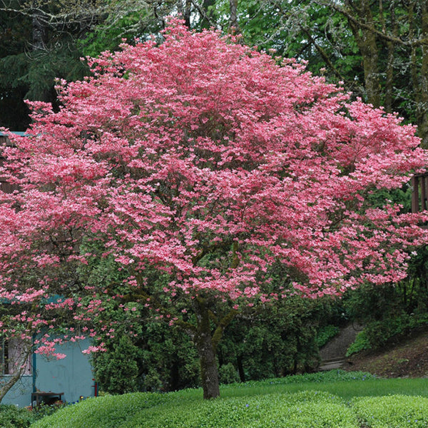 Cornus florida Rubra