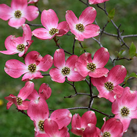 Cornus florida Rubra